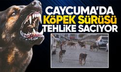 Çaycuma'da sokak köpeği sürüsü tehlike saçıyor