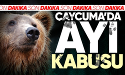 Çaycuma'da ayı kabusu