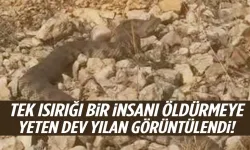 Tek ısırığı bir insanı öldürmeye yetiyor! Dev yılan görüntülendi…