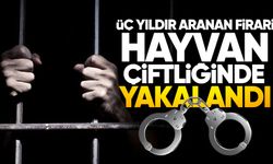 Üç yıldır aranan firari hayvan çiftliğinde yakalandı