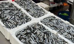 Hamsi Zonguldak’ta Cep Yakıyor: Tezgahta 150 Lira, Tezgâhlar Sessiz