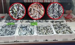 Zonguldak'ta balık bolluğu: Hamsi yine vatandaşın dostu oldu!