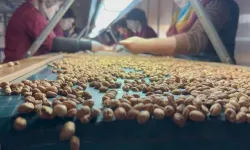 Fındık Tüccarından Çarpıcı Açıklamalar: “Fındığın Geleceği Tehlikede”