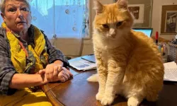 Dünyanın ilk mahpus kedisi: Bu sarman hapis yatacak