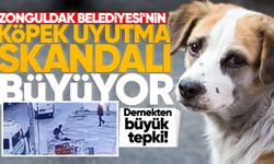 Zonguldak Belediyesi'nin köpek uyutma skandalı büyüyor: Dernekten büyük tepki!