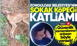 Zonguldak Belediyesi'nin sokak köpeği katliamı kameralara yakalandı!