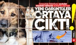 Zonguldak Belediyesi'nin yalanladığı köpek uyutma iddialarına ait yeni görüntüler ortaya çıktı