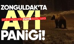 Ayı şehir merkezine inerek korku saldı!