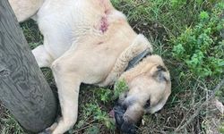 Ereğli’de Kangal Köpeğini Av Tüfeğiyle Öldüren Şüpheli Tutuklandı