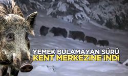 Devrek’te aç kalan domuzlar şehir merkezine indi