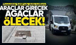 Zonguldak Sahili’nde doğa katliamı: Araçlar girecek, ağaçlar ölecek!