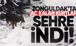 Zonguldak'ta aç kalan kurtlar şehre indi