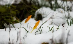 Bu 2 çiçeğe dokunmak yasak: Cezası 699 bin lira!