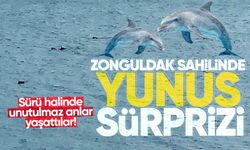 Zonguldak sahilinde yunus sürprizi