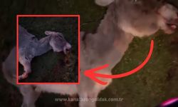 Çaycuma'da korkunç olay: Eşek sahibi tarafından mı katledildi!