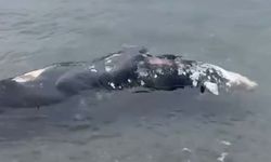 Filyos’ta şok olay: Cansız bedeni denizde bulundu!