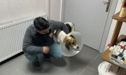 Kanserli sokak köpeğinin akılalmaz kurtuluşu