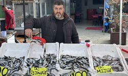 Zonguldak’ta istavritin fiyatı düştü!