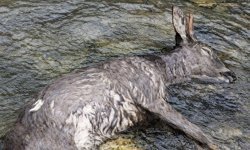 Devrek’te şok eden görüntü: Cansız bedeni bulundu