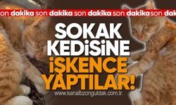 Sokak kedisine işkence yaptılar