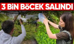 Gal Arısına Karşı Doğadan Müdahale