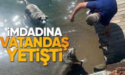 Zonguldak’ta sıcaktan bunalan sokak köpeği denize girerek serinledi