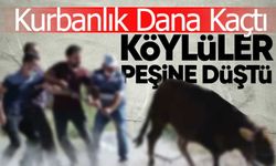 Firari Dana Sahibine Zor Anlar Yaşattı
