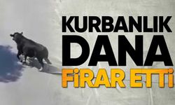 Kaçan Dana İçin Seferber Oldular