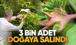Kestane Ormanlarını Kurtaracak Hamle
