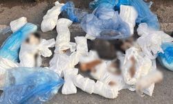 Çöp konteyneri önüne bırakılan poşetlerde 33 ölü kedi bulundu