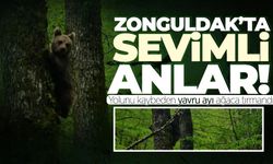Zonguldak'ta yolunu kaybeden yavru ayı ağaca tırmandı