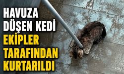 Havuza düşen kedinin yardımına ekipler koştu