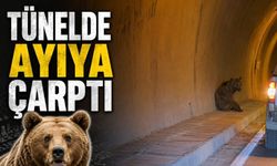 Tünelde ilginç kaza: Bu defa otomobil ayıya çarptı!