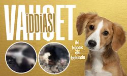 Çaycuma'da v*hşet iddiası! Görenlerin yüreği parçalandı...