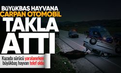 Çaycuma'da yola çıkan büyükbaş hayvana otomobil çarptı