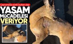 Çaycuma'da yürek burkan olay: Karaca yaşam mücadelesi veriyor!