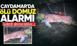 Çaydamar'da ölü domuz alarmı! Günlerdir alınmayı bekliyor...