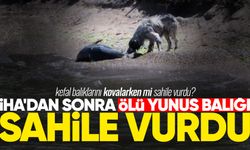 İHA'dan sonra ölü yunus balığı sahile vurdu
