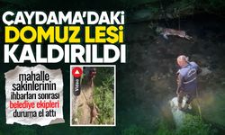 Kokaksu Deresi’ndeki domuz leşi ekipler tarafından kaldırıldı