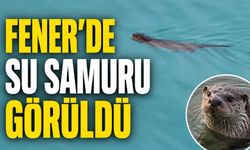 Fener’de denizde yüzen su samuru şaşkınlık yarattı