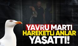 Teknik servise giren yavru martı hareketli anlar yaşattı
