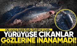 Yürüyüşe çıkanlar gözlerine inanamadı! Ölü yunus balığı sahile vurdu...
