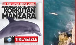 Zonguldak sahillerinde korkutan manzara: Bir ölü yunus daha vurdu!