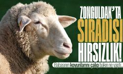 Zonguldak'ta sıradışı hırsızlık... Babasının koyunlarını çalıp sattı!