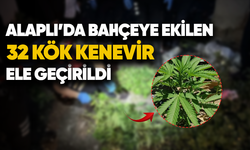 Alaplı'da bahçeye ekilen 32 kök kenevir ele geçirildi