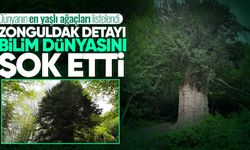 Dünyanın en yaşlı ağaçları listelendi: Zonguldak detayı bilim dünyasını şok etti!