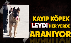 Kayıp köpek Leydi her yerde aranıyor