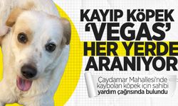 Kayıp köpek "Vegas" her yerde aranıyor