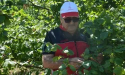 Zonguldak'ta fındık mesaisi başladı