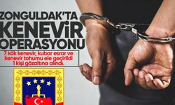 Zonguldak'ta kenevir yetiştiren şüpheli yakalandı